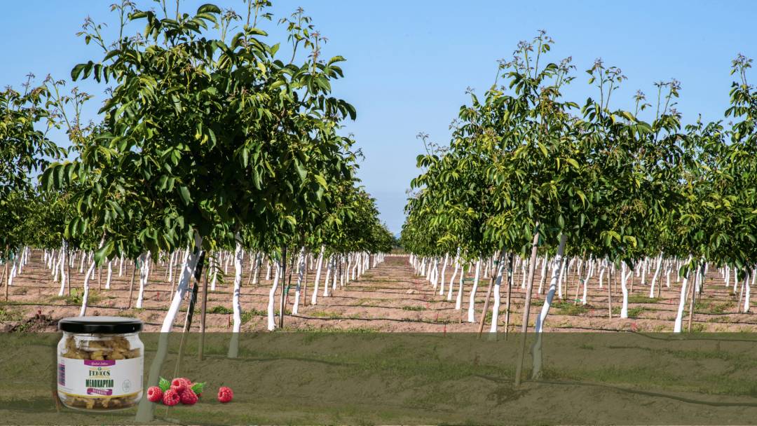  «Από τον Φενεό... με ένταση»